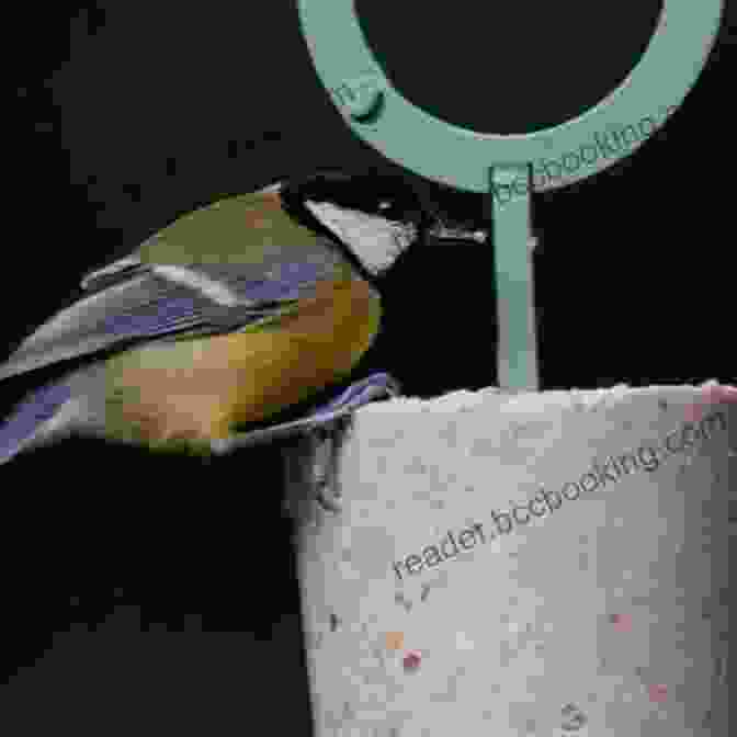 A Bird Eating A Suet Cake Suet Cake Recipe For Birds