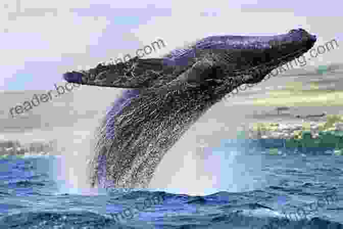 A Breathtaking View Of A Majestic Humpback Whale Breaching The Ocean Surface Up The Lake (Coastal British Columbia Stories 1)