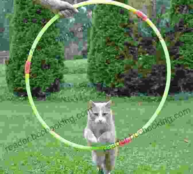 A Cat Jumping Through A Hoop, Demonstrating Its Trainable Nature THE ULTIMATE CAT GUIDE: YOUR KITTY WILL DO MORE THAN JUST EAT SLEEP CUDDLE REPEAT (Cat Lovers Kitten Care Cat Pet Guide)