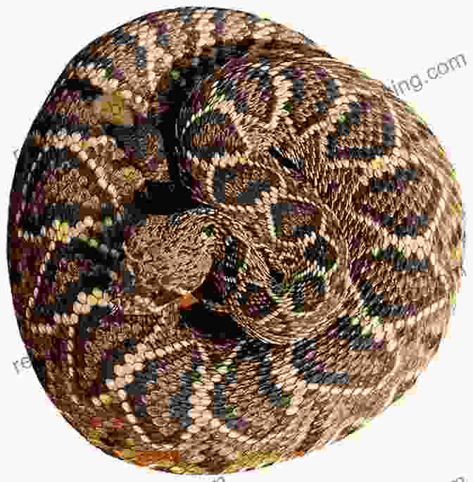 A Coiled Rattlesnake With A Diamond Shaped Pattern On Its Back Dangerous Snakes And Arachnids In Colorado (Higher Learning Tutorials For Children 2)