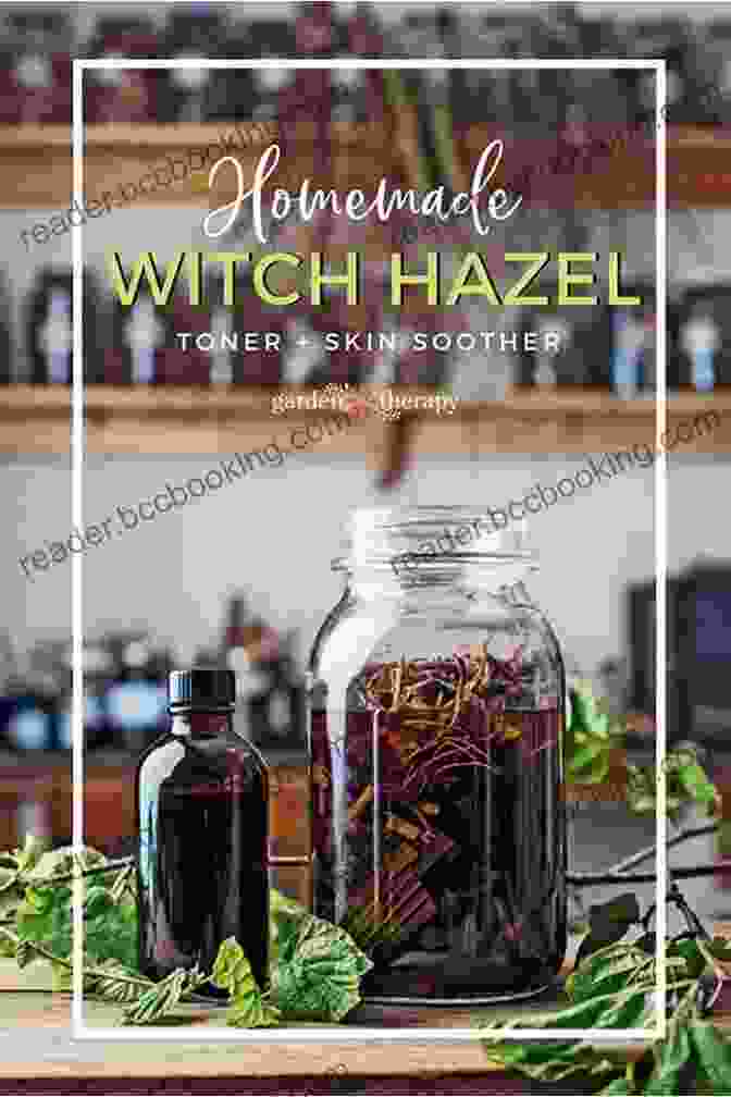A Collection Of Homemade Witch Hazel Remedies, Including A Toner, Compress, And Ointment Witch Hazel: The Ultimate Guide To Understanding And Using Witch Hazel