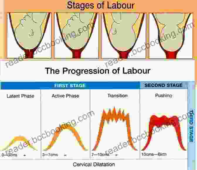 A Diagram Illustrating The Stages Of Labor Six Practical Lessons For An Easier Childbirth: The Classic On The Lamaze Method