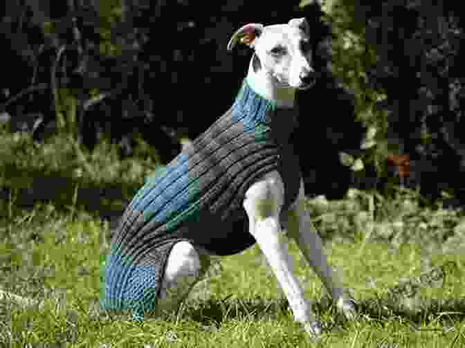 A Dog Wearing A Beautifully Embellished And Complex Knitted Sweater Crochet Dog Sweater: How To Make Sweater For Your Dogs: Tutorials To Make Dog Sweater All Seasons