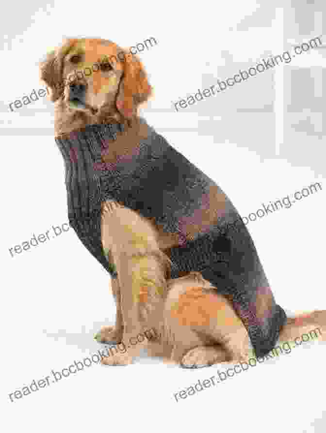 A Dog Wearing A Light And Comfortable Knitted Sweater Enjoying The Sunshine Crochet Dog Sweater: How To Make Sweater For Your Dogs: Tutorials To Make Dog Sweater All Seasons