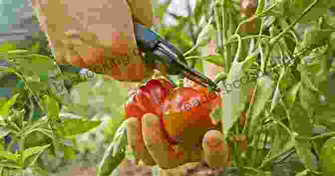 A Gardener Harvesting Ripe Hot Peppers From A Backyard Garden How To Grow Hot Peppers