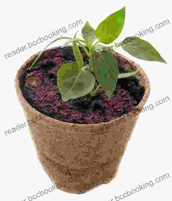A Gardener Transplanting Young Hot Pepper Plants Into Individual Pots How To Grow Hot Peppers