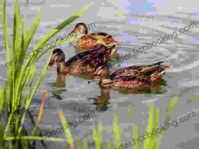 A Group Of Ducks Playing And Exploring Their Pond One Duck Stuck: A Mucky Ducky Counting