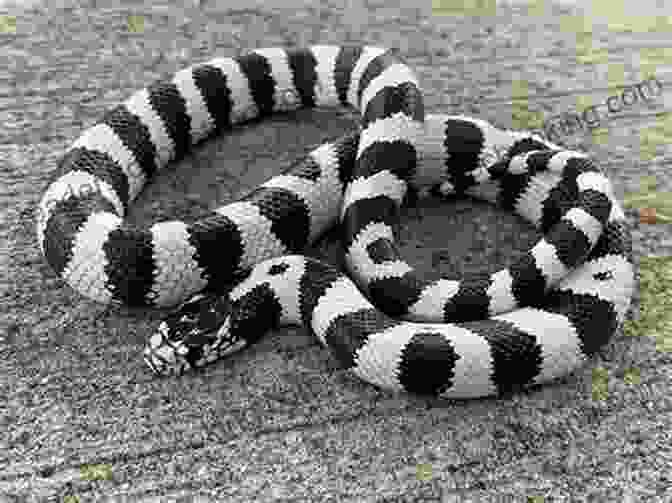 A Large Bullsnake With A Black And White Banded Pattern Dangerous Snakes And Arachnids In Colorado (Higher Learning Tutorials For Children 2)