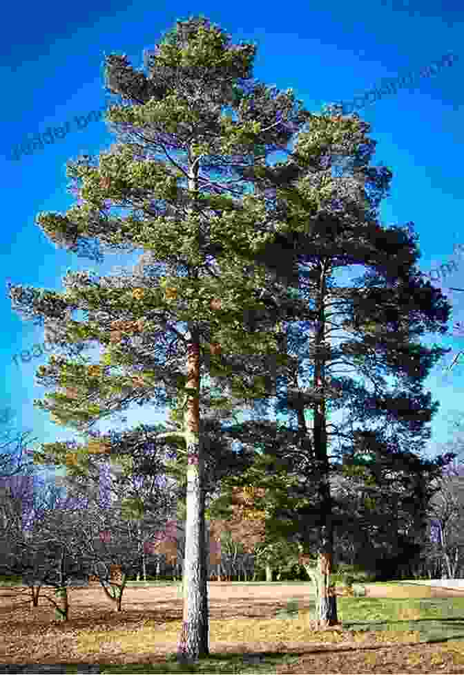 A Mature Pine Tree. From Cone To Pine Tree (Start To Finish Second Series)