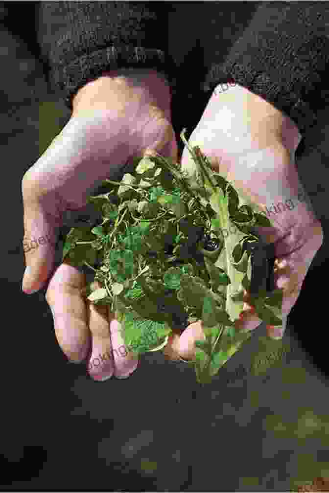 A Person Foraging For Wild Greens In A Meadow Hunter Gather Cook: Adventures In Wild Food