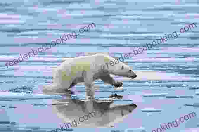 A Photo Of A Polar Bear Standing On A Melting Ice Floe This Is Not A Drill