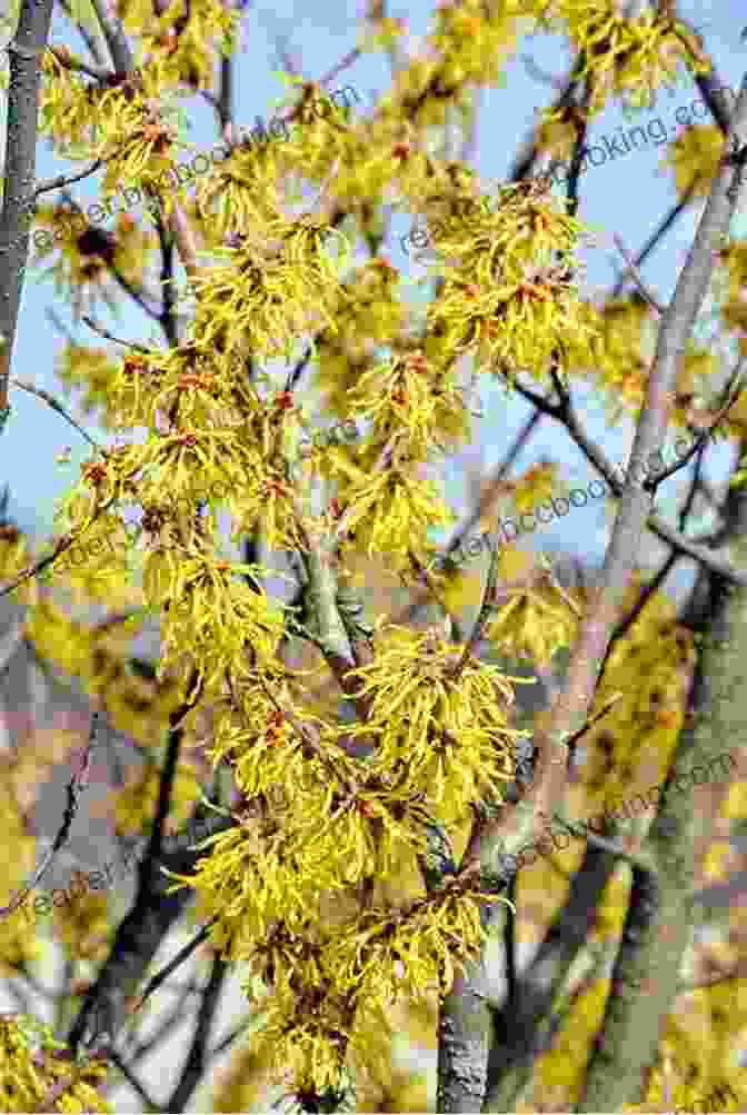 A Photograph Of A Witch Hazel Plant With Its Characteristic Smooth, Gray Bark And Delicate, Four Petaled Flowers Witch Hazel: The Ultimate Guide To Understanding And Using Witch Hazel