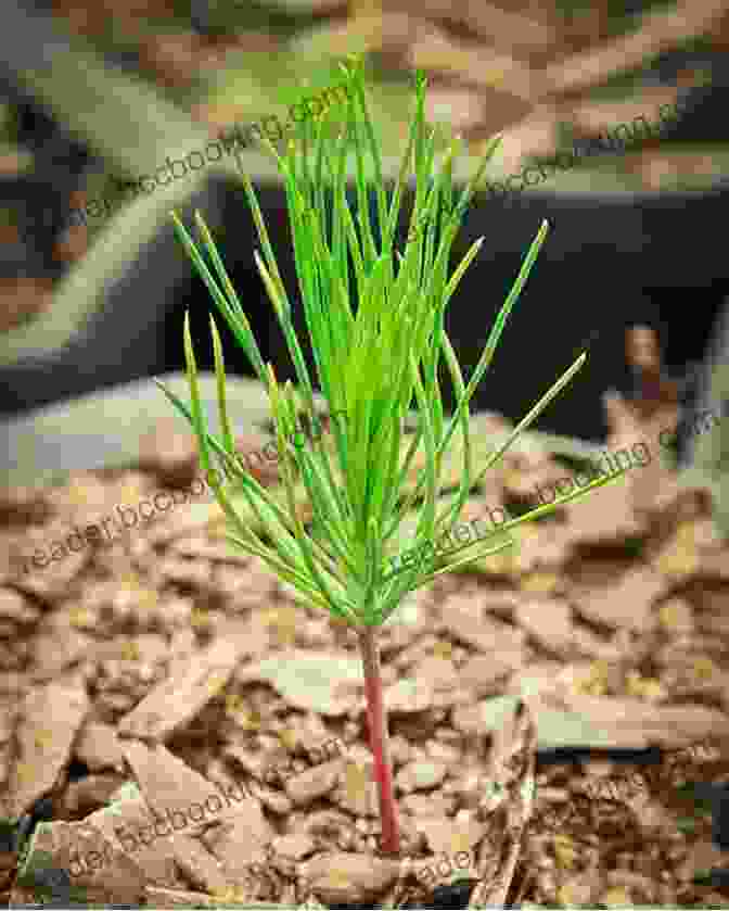 A Pine Tree Sapling. From Cone To Pine Tree (Start To Finish Second Series)