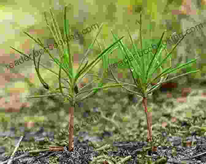 A Pine Tree Seedling. From Cone To Pine Tree (Start To Finish Second Series)