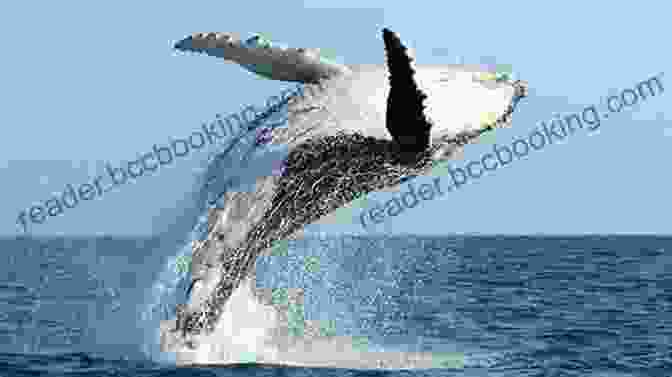 Aerial View Of A Humpback Whale Breaching The Ocean's Surface Off The Costa Rican Coast. Costa Rica Travel Wing Over