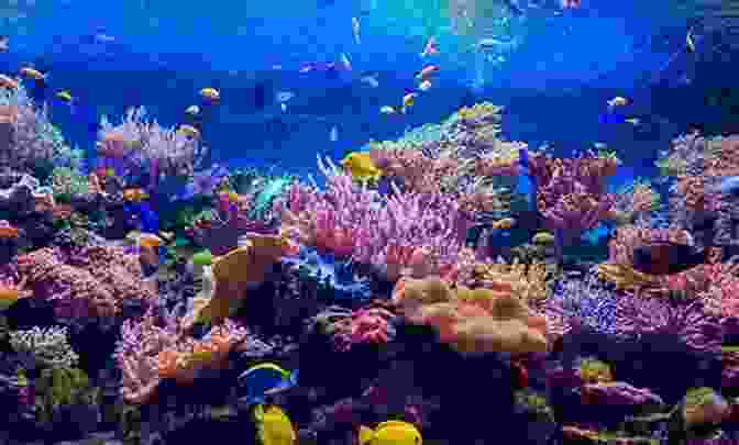 An Awe Inspiring Underwater Panorama Of Aviara, Showcasing Vibrant Coral Reefs And Marine Life A Land So Strange: The Epic Journey Of Cabeza De Vaca