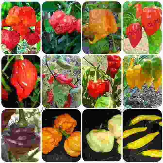 Close Up Of A Variety Of Hot Pepper Seeds How To Grow Hot Peppers