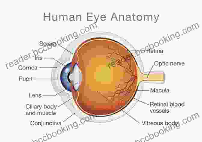 Detailed Diagram Of The Human Eye Anatomy Home Remedies For HEALTHY EYES
