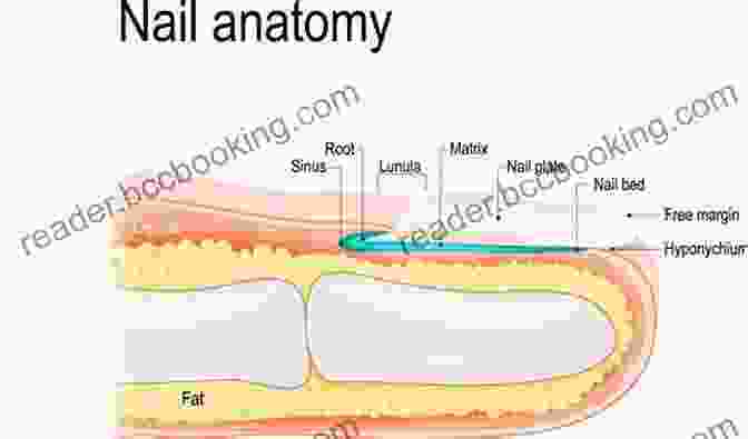 Diagram Of Nail Anatomy Nail Glam 101: Beginners Nail Technology Training Manual A Of How To S