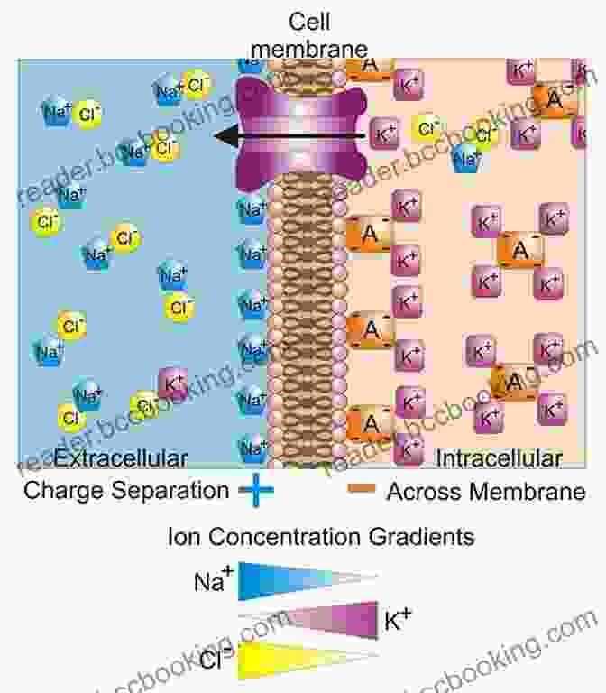 Diagram Of The Retina, Highlighting The Role Of Potassium Ions In Generating Electrical Signals The Elements We Live By: How Iron Helps Us Breathe Potassium Lets Us See And Other Surprising Superpowers Of The Periodic Table