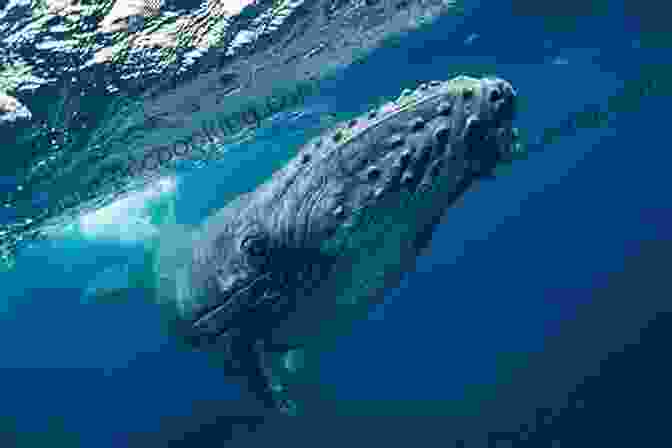 Luna The Lonely Whale, A Humpback Whale, Swimming In The Pacific Ocean Luna The Lonely Whale Michael Dante DiMartino