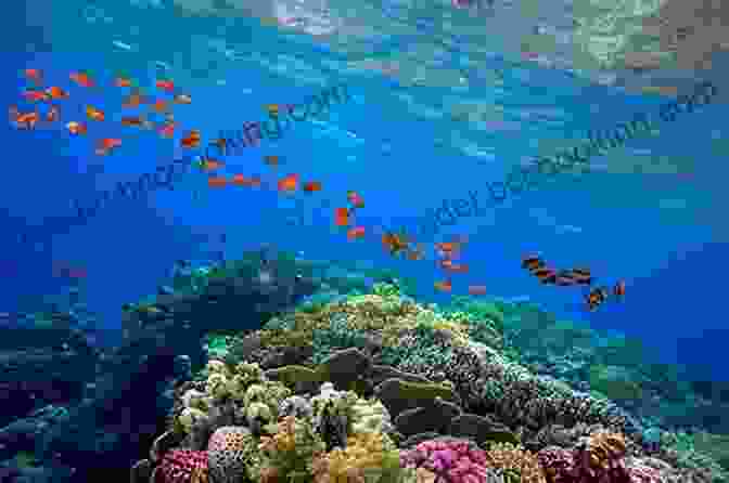 Majestic Mountains And Vibrant Coral Reefs Field Notes On Science Nature