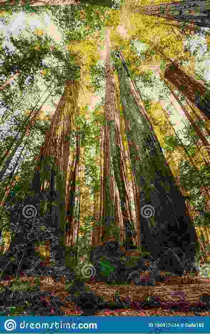 Majestic Redwood Trees In California California (StateBasics) Mari Kesselring