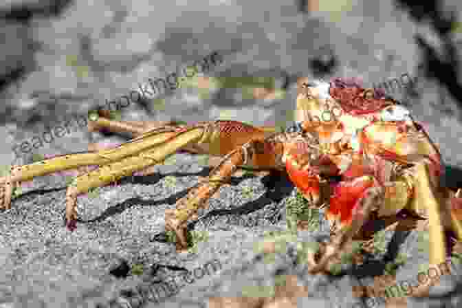 Pet Red Claw Crab Pet Red Claw Crabs: A Beginner S Guide