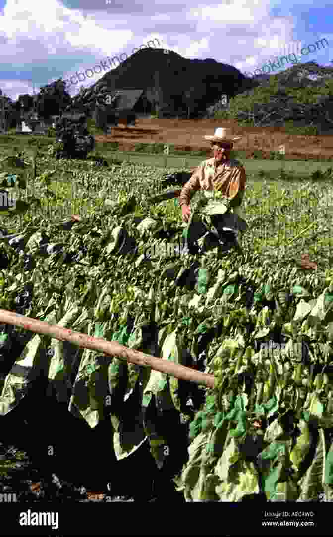 Tobacco Plantation In Pinar Del Rio, Cuba The Havana Cigar Tour Tabakmann