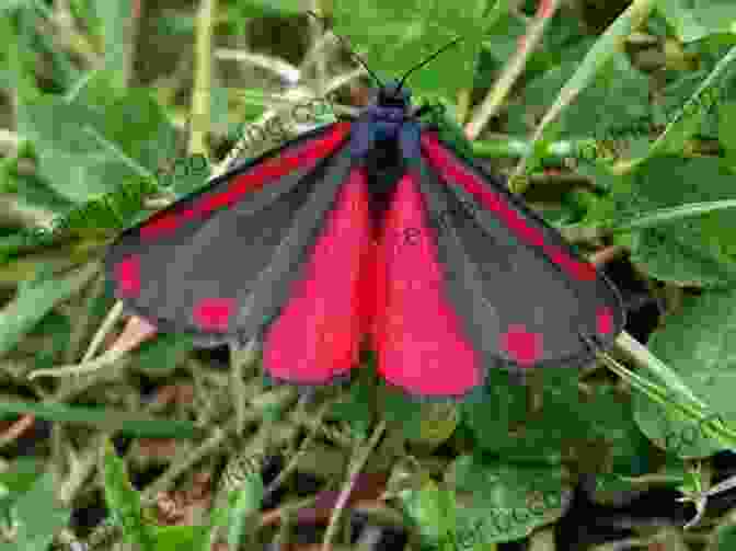 Vibrant Cinnabar Moth With Intricate Wing Patterns A Cinnabar Moth