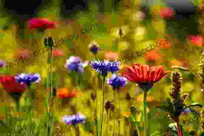 Vibrant Wildflowers Blooming In A Meadow Wildflowers Of New England (A Timber Press Field Guide)