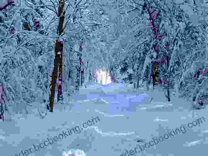 Winter Trail With Snow Covered Trees Up The Winter Trail (Coastal British Columbia Stories 4)